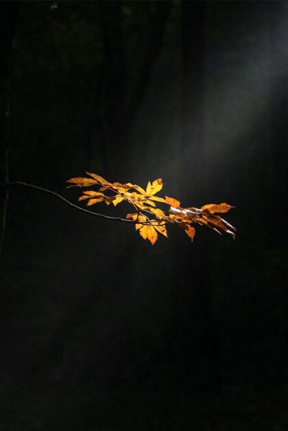 Whisper of Passing Seasons