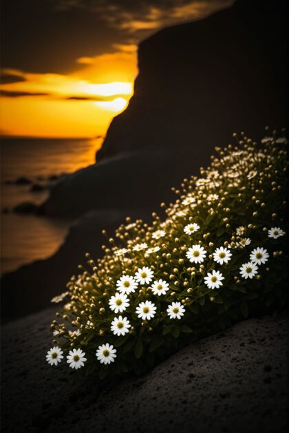 Petals of the Golden Hour