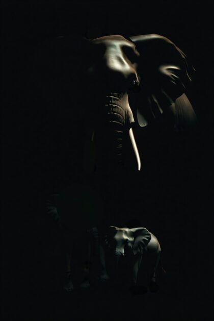 Tusks in Shadowed Light