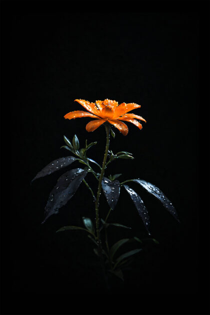 Ember of Renewal