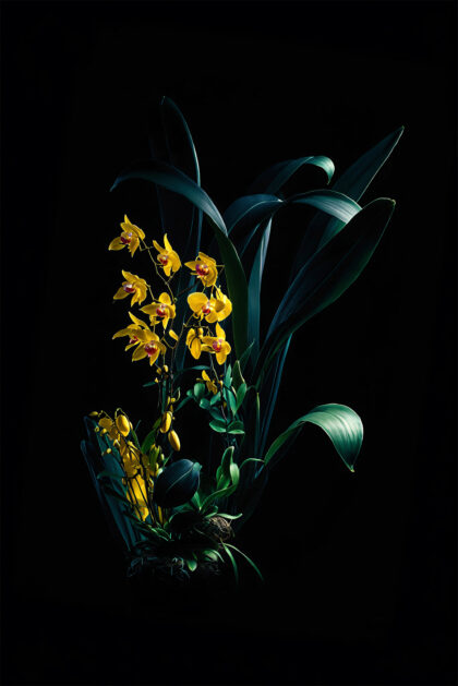 Orchids in a Lunar Dream